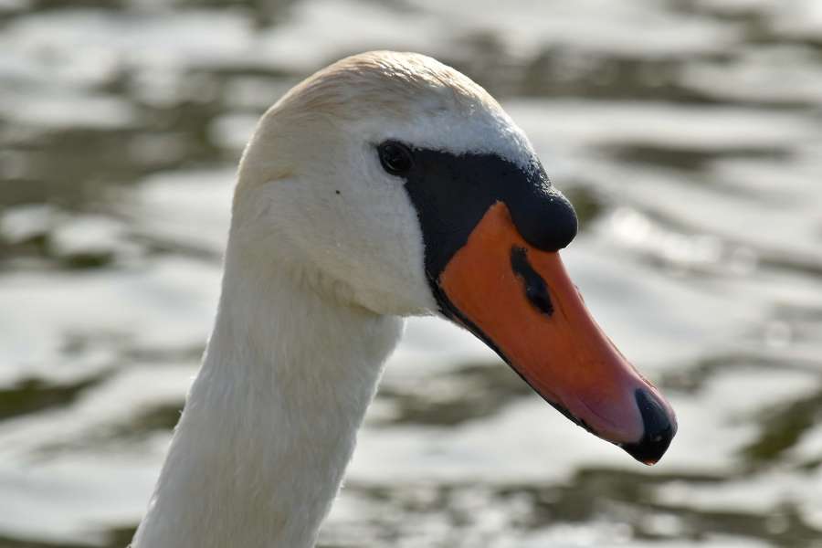 beak, neck, portrait, swan, aquatic bird 