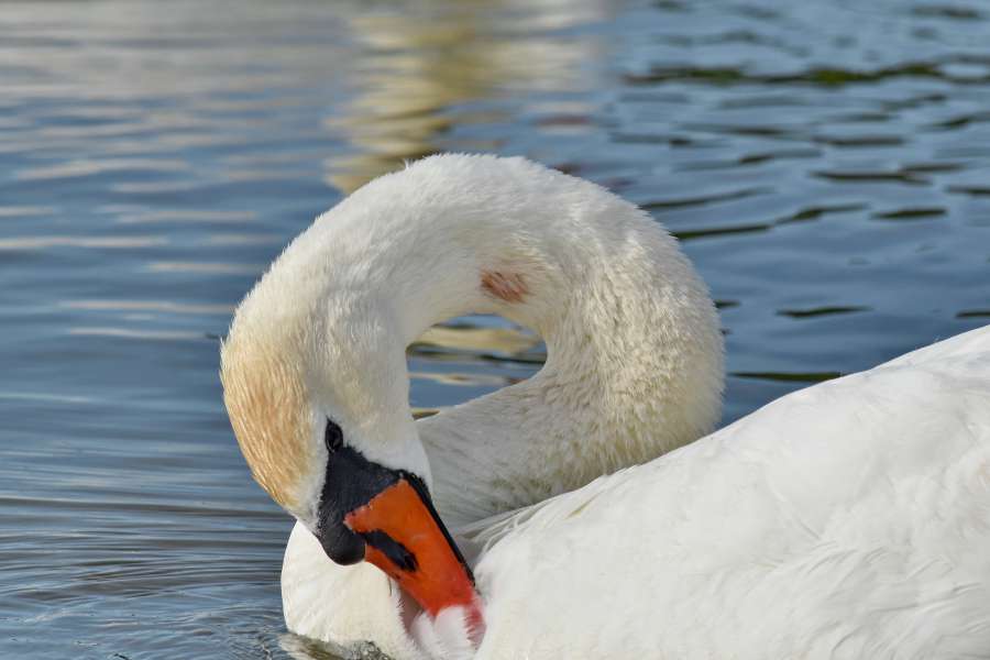 cisne, lago, agua, aves acuáticas, pájaro, pico