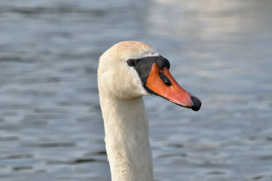 portrait, swan, wading bird, aquatic bird 
