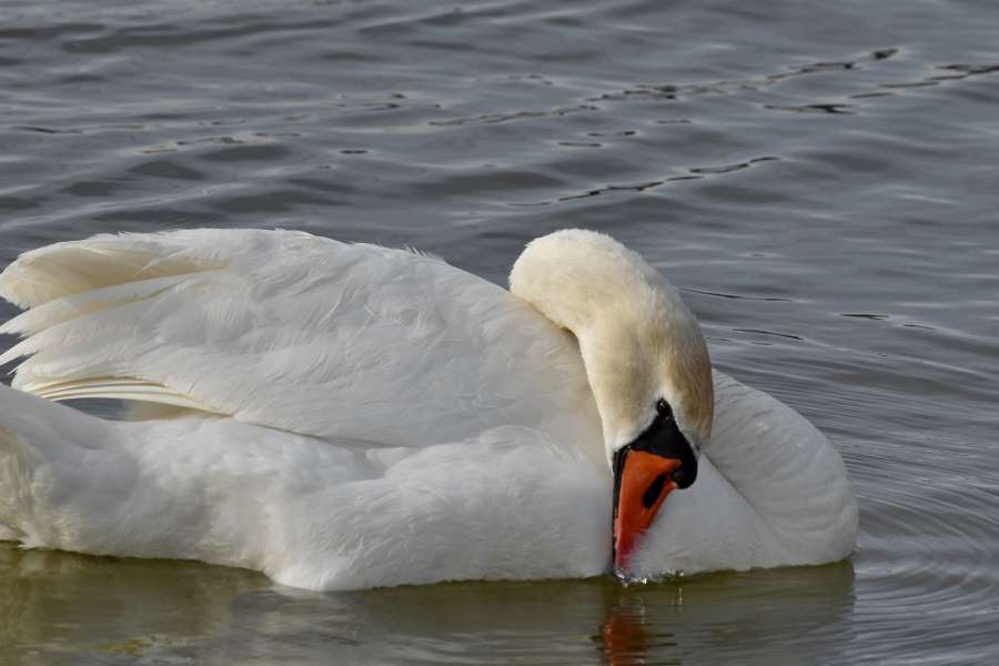 swim, swan, aquatic bird, bird, water 
