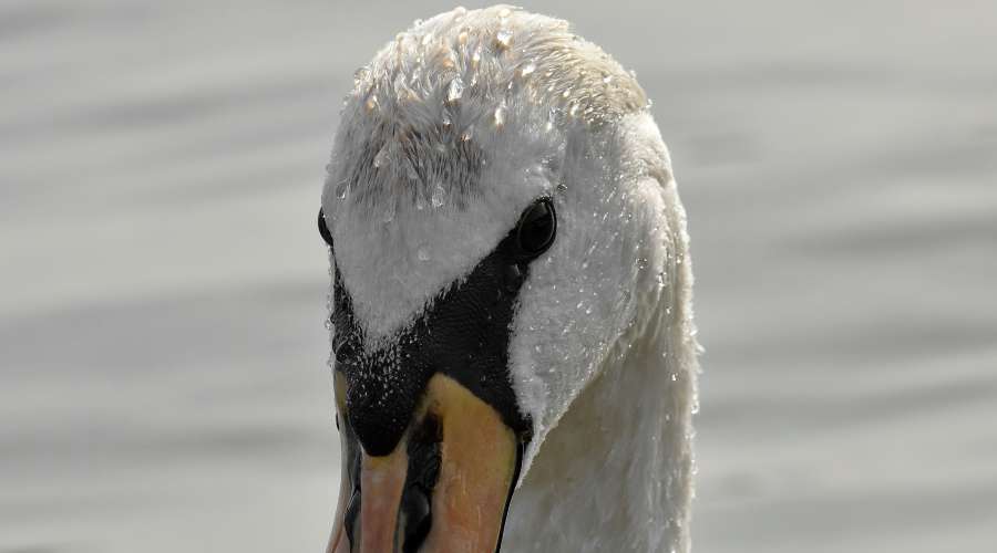 swan, water, wildlife, bird, aquatic bird 