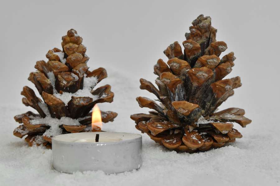 conifers, seed, snowflakes, wooden, blur 