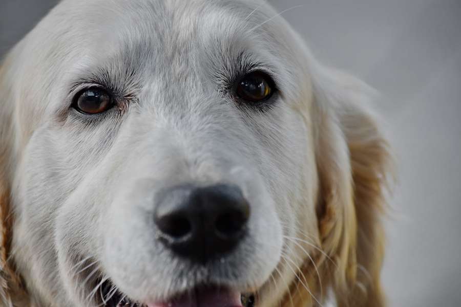 beautiful, dog, head, looking, pedigree 