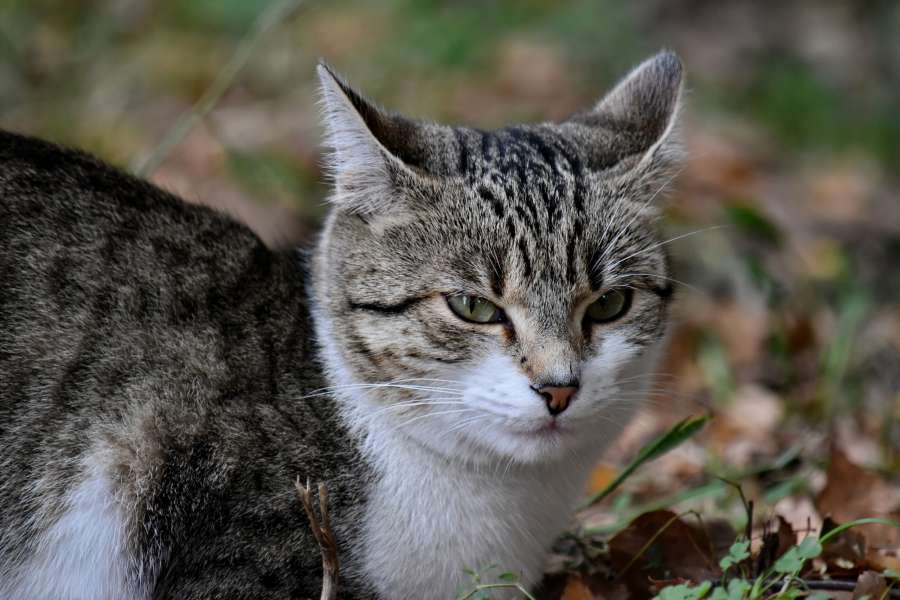 domestic cat, eyelashes, eyes, head, looking 