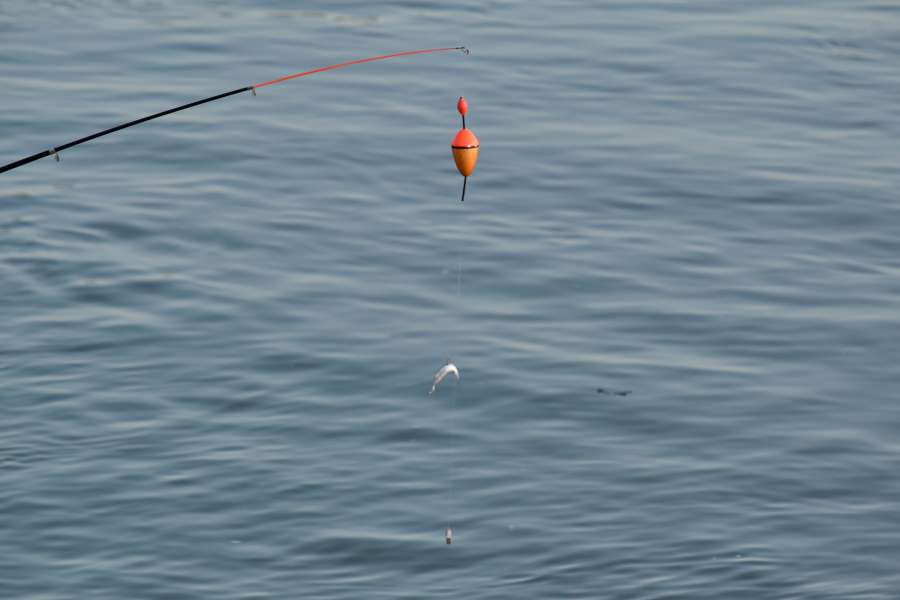fishing gear, water, ocean, sea, lake, bait 