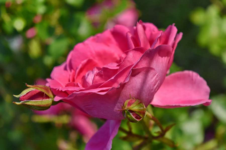 capullo, jardín de flores, tiempo de primavera