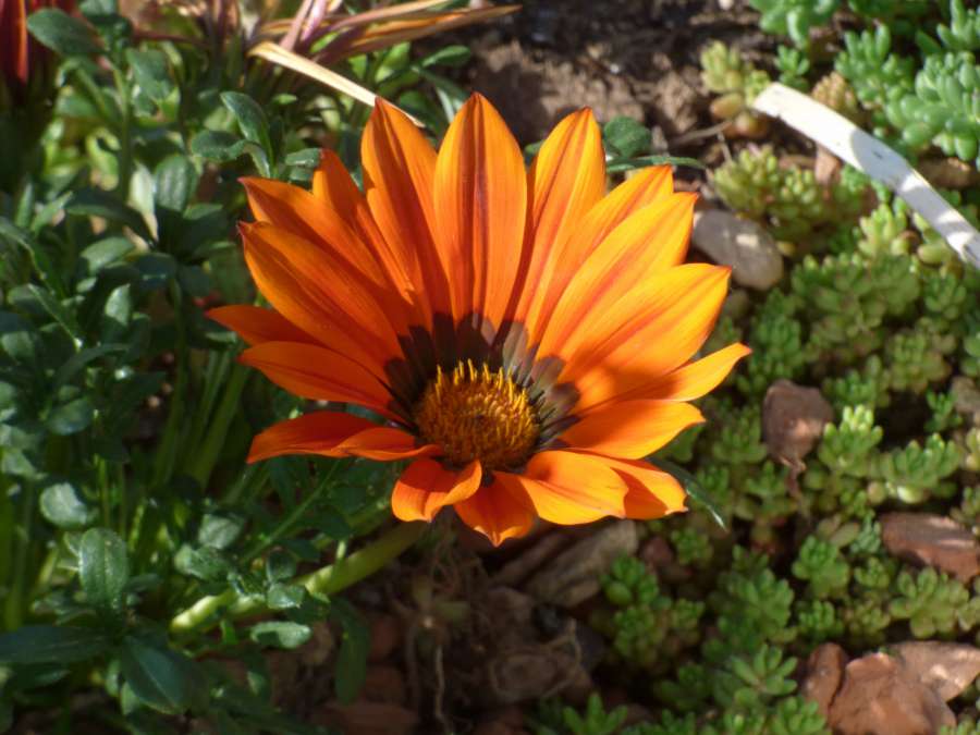 flower garden, orange yellow, garden 