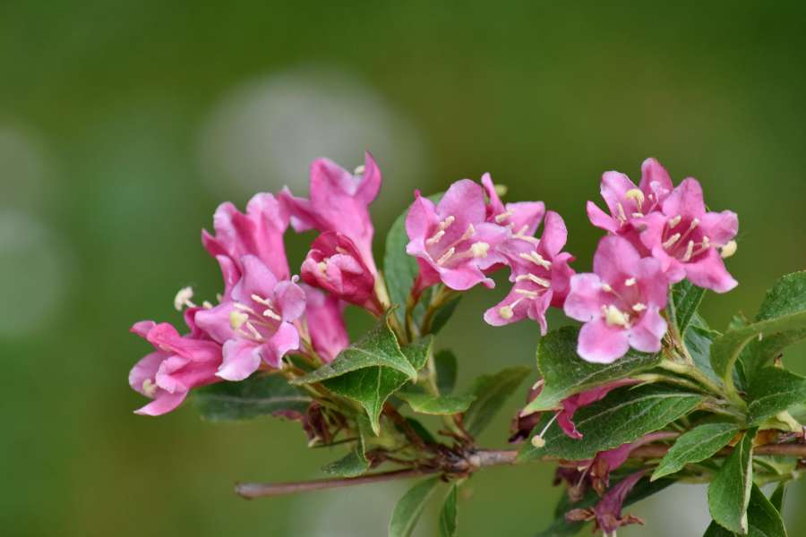 beautiful flowers, branches, bushes, green 