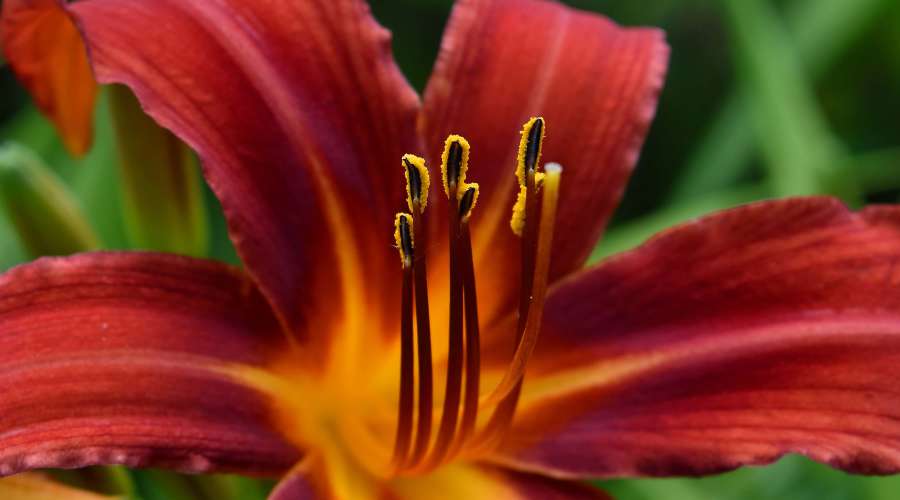 beautiful flowers, botany, close-up, lily 