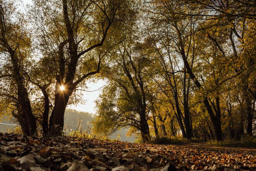 otoño, camino forestal, rayos de sol, puesta de sol, bosque