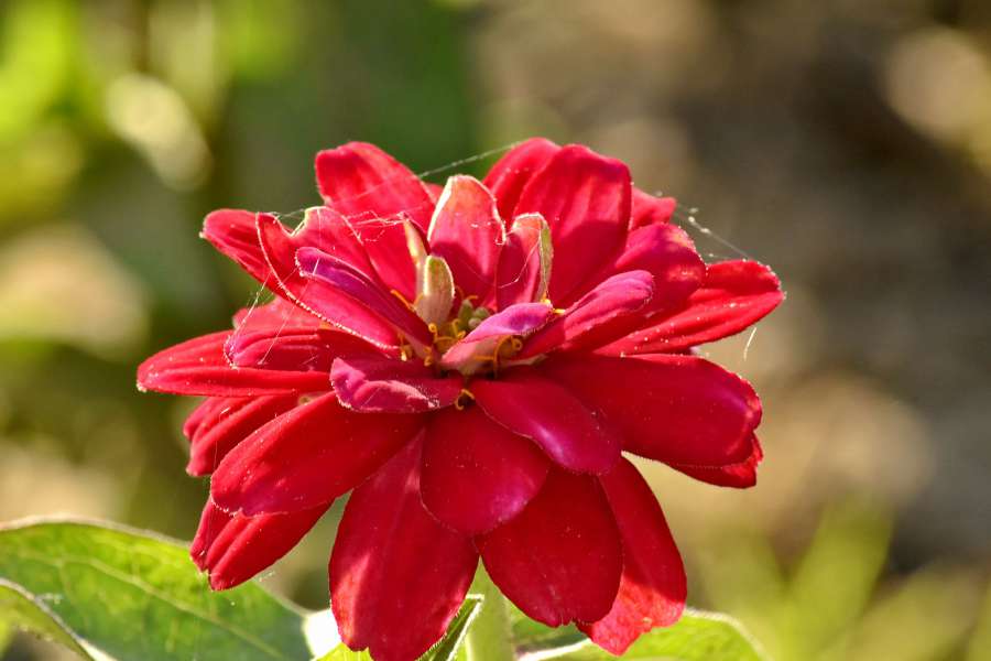 dahlia, flower bud, flower garden, red 