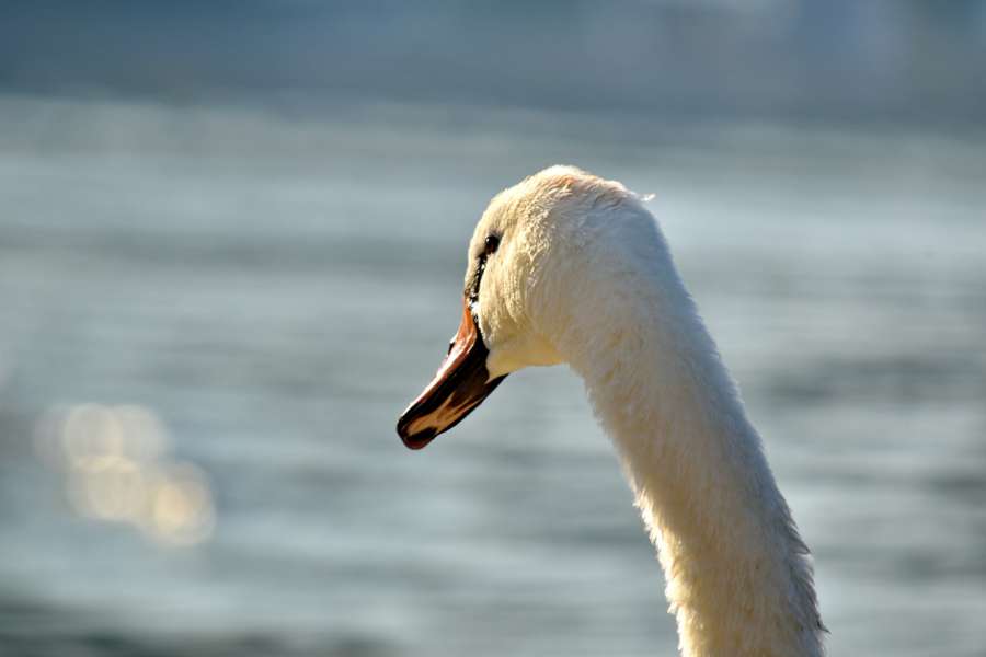 grace, neck, aquatic bird, swan, waterfowl 