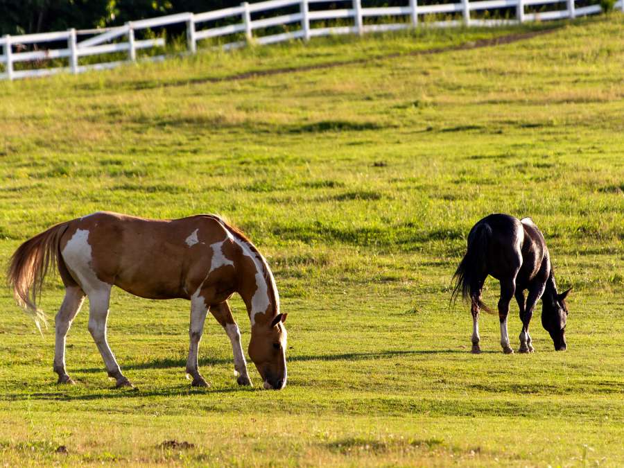 farmland, grazing, horses, farm, grass 