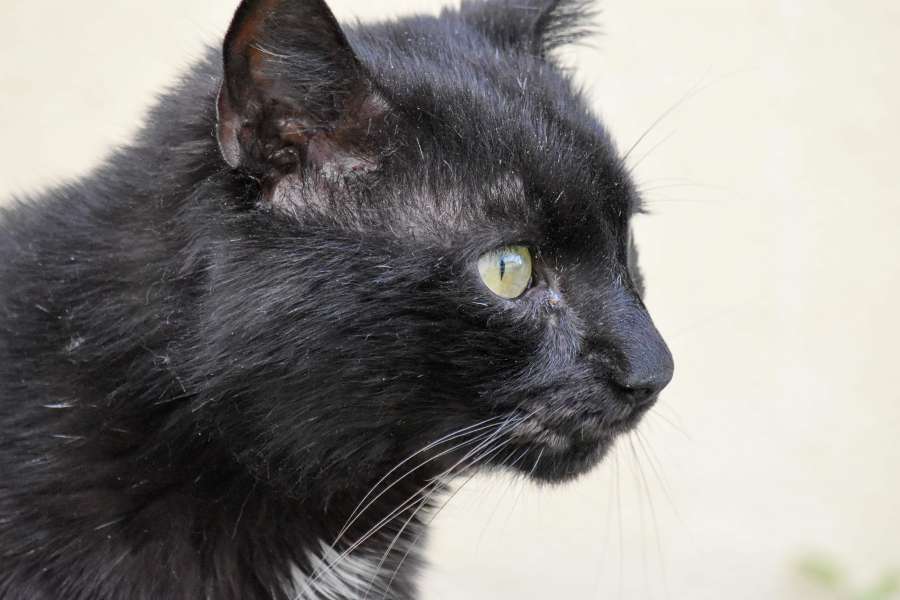 black, head, feline, kitten, whiskers 