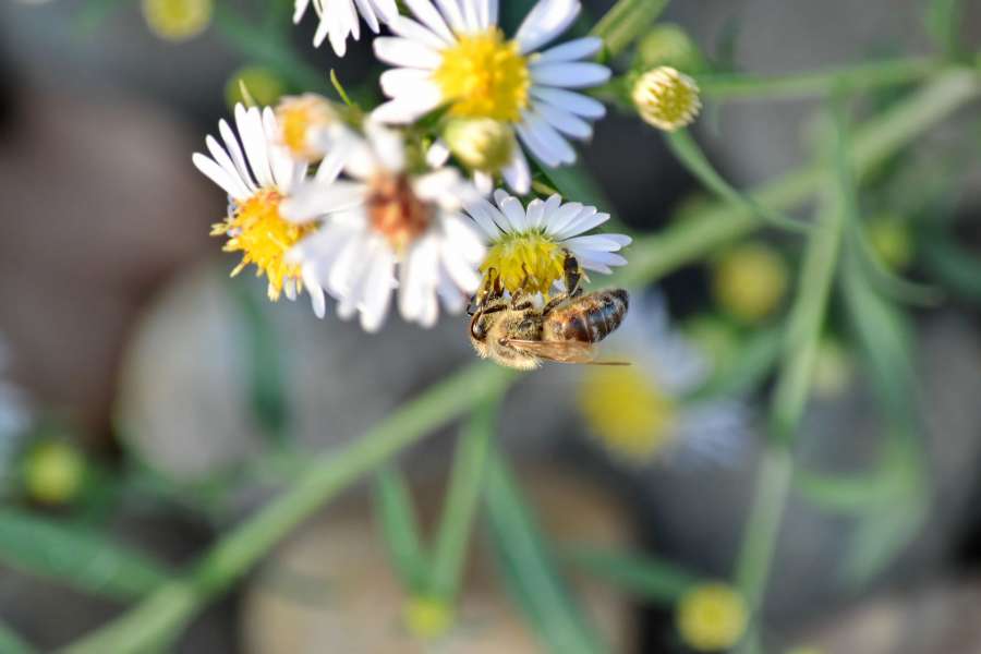 chamomile, detail, honeybee, insect, pollen 