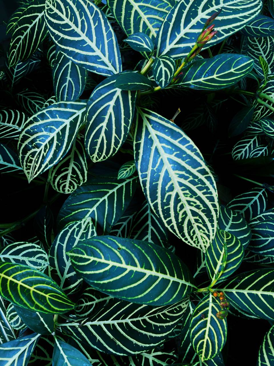 tropical, green, plant, nature, background, natural, leaf, decoration, garden, design, indoor, beautiful, indoors, foliage, leaves, botany, decorative, exotic, 