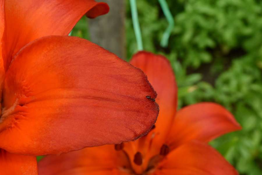 ants, detail, insect, lily, petals, petal 
