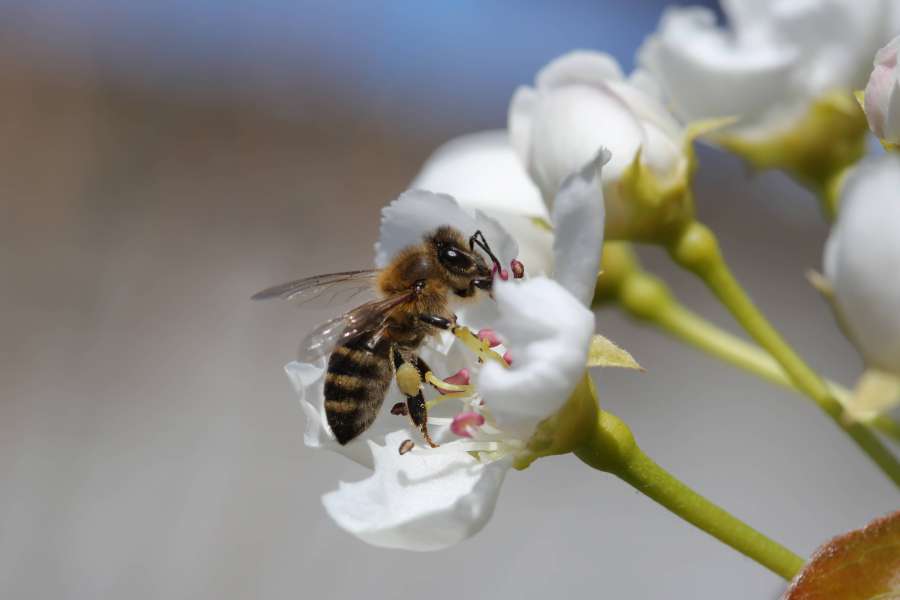 flor, artrópodo, invertebrado, abeja, trabajador