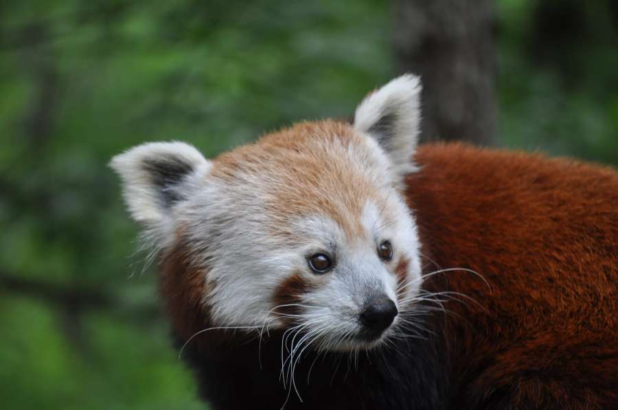 bear, endangered species, head, natural 