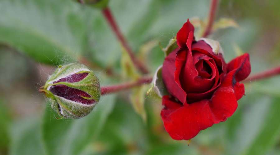 beautiful flowers, ecology, reddish, rose 