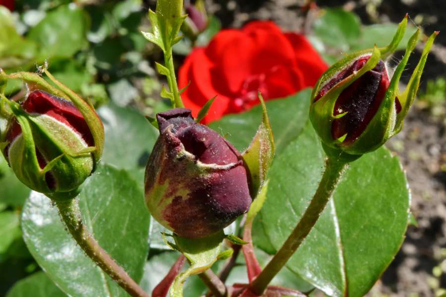 nature, hip, leaf, flora, rose, flower 