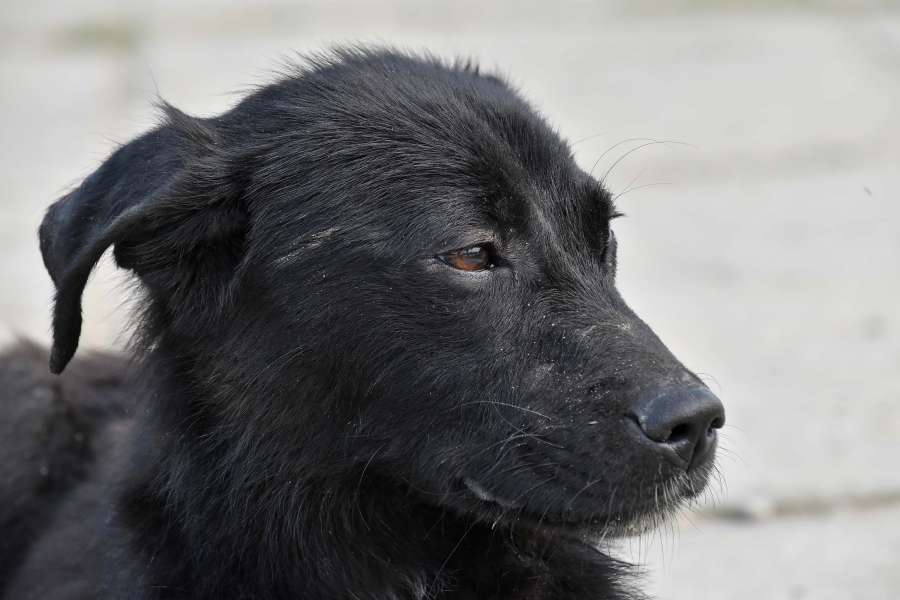 black, dog, portrait, puppy, side view 