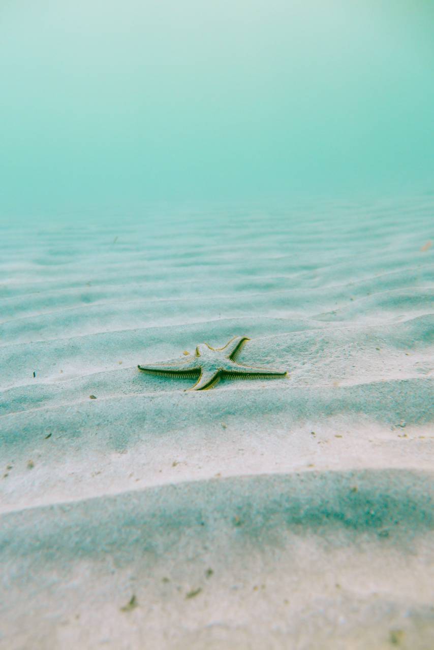 beach, summer, nobody, starfish, sand, sea, tropical, travel, nature, background, shell, ocean, holiday, seashell, vacation, coast, water, blue, paradise, landscape, sunshine, sun, shore, sky, tourism, star, relaxation, exotic, seashore, marine, resort, seascape, coastline, aquatic, day, sunny, outdoors, caribbean, object, concept, conch, sunlight, tranquil, relax, idyllic, wave, scenic, texture, summertime, space, 