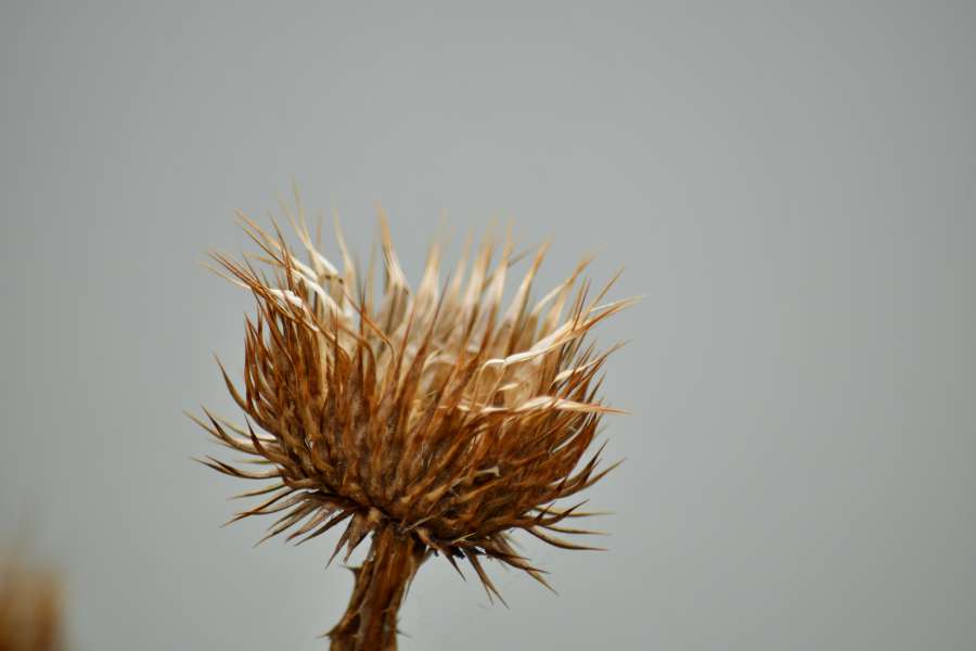 nature, plant, sharp, flower, summer, leaf 