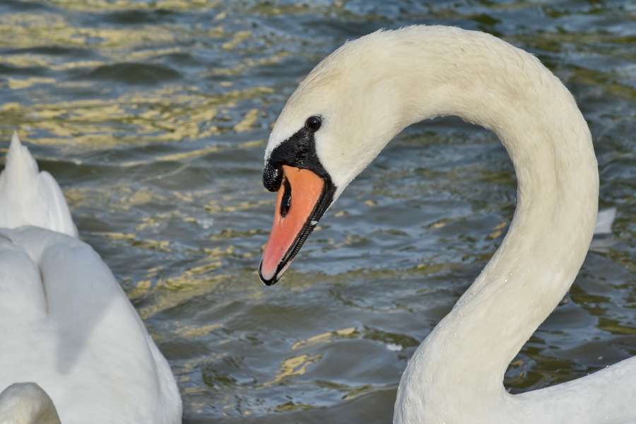 pico, cisne, aves acuáticas, pájaro, pájaro acuático