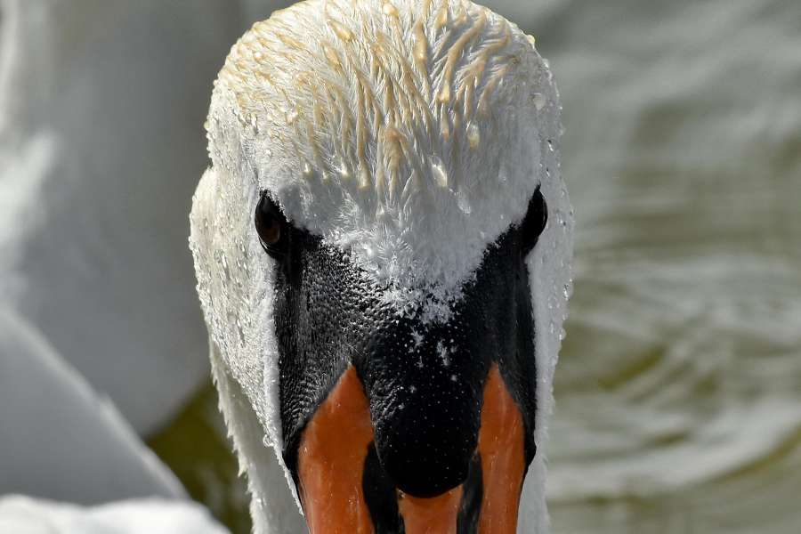 beak, eye, head, skin, swan, wet, nature 