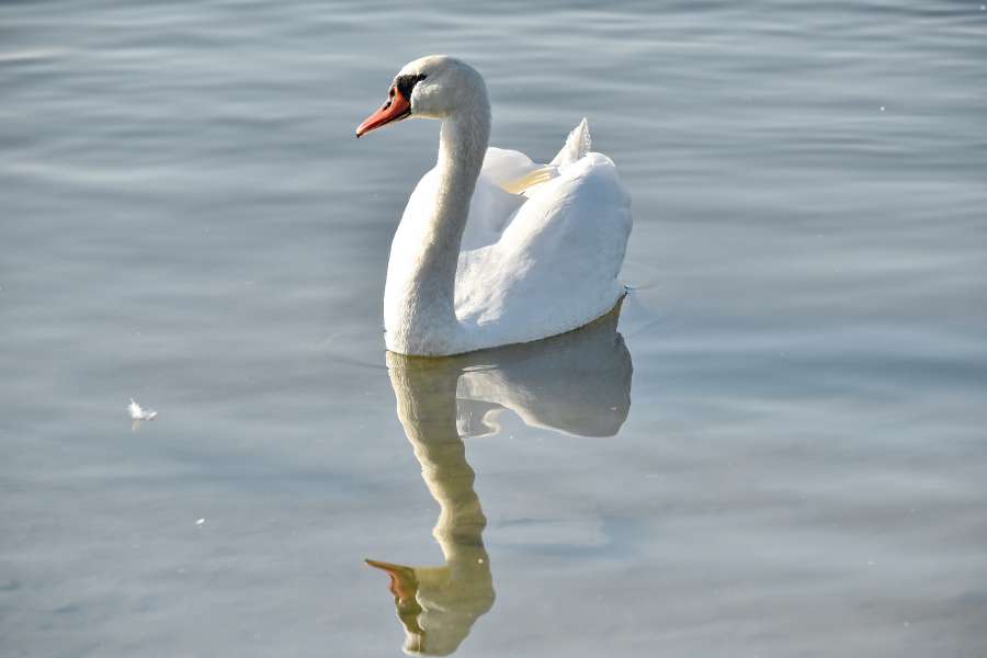 grace, neck, reflection, swan, wildlife 