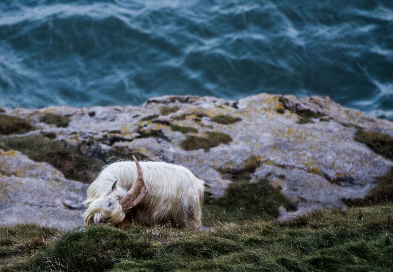 🥇 Image of animal grass herbivore water ocean sea blue - 【FREE PHOTO ...