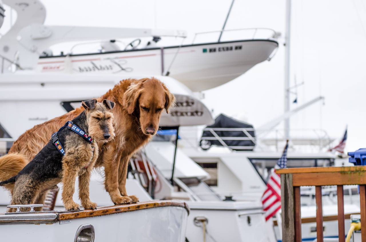 animals, dogs, domesticated, pets, adorable, cute, muzzle, leash, nautical, yachts, flags, table, white
, 