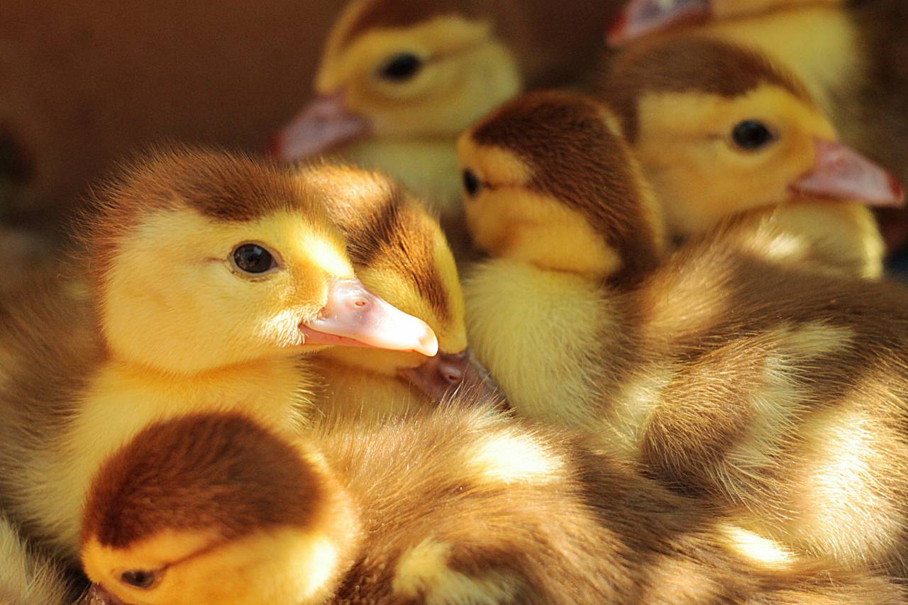 animals, ducks, ducklings, skein, group, adorable, cute, fluffy, yellow
, 