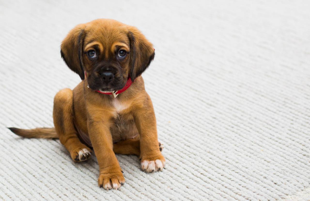 animals, puppy, dogs, adorable, cute, fluffy, eyes, domesticated, paws, sit, tail, leash, rug, mat
, 