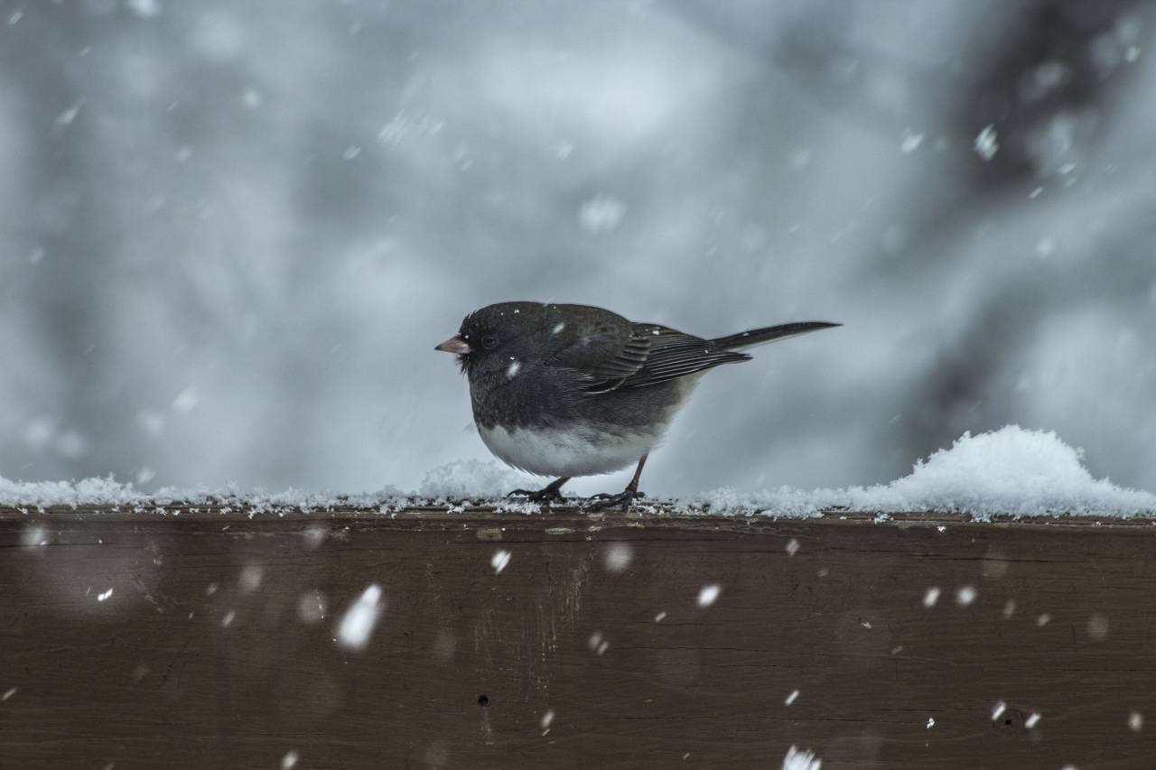 pájaro, animal, madera, nieve, invierno, hielo, desenfoque,