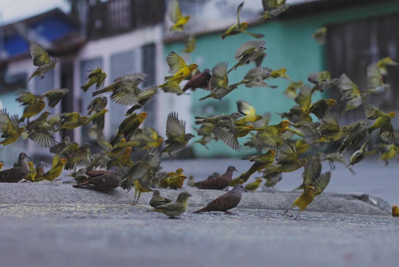 bird, beak, feather, animal, fly, road
, 