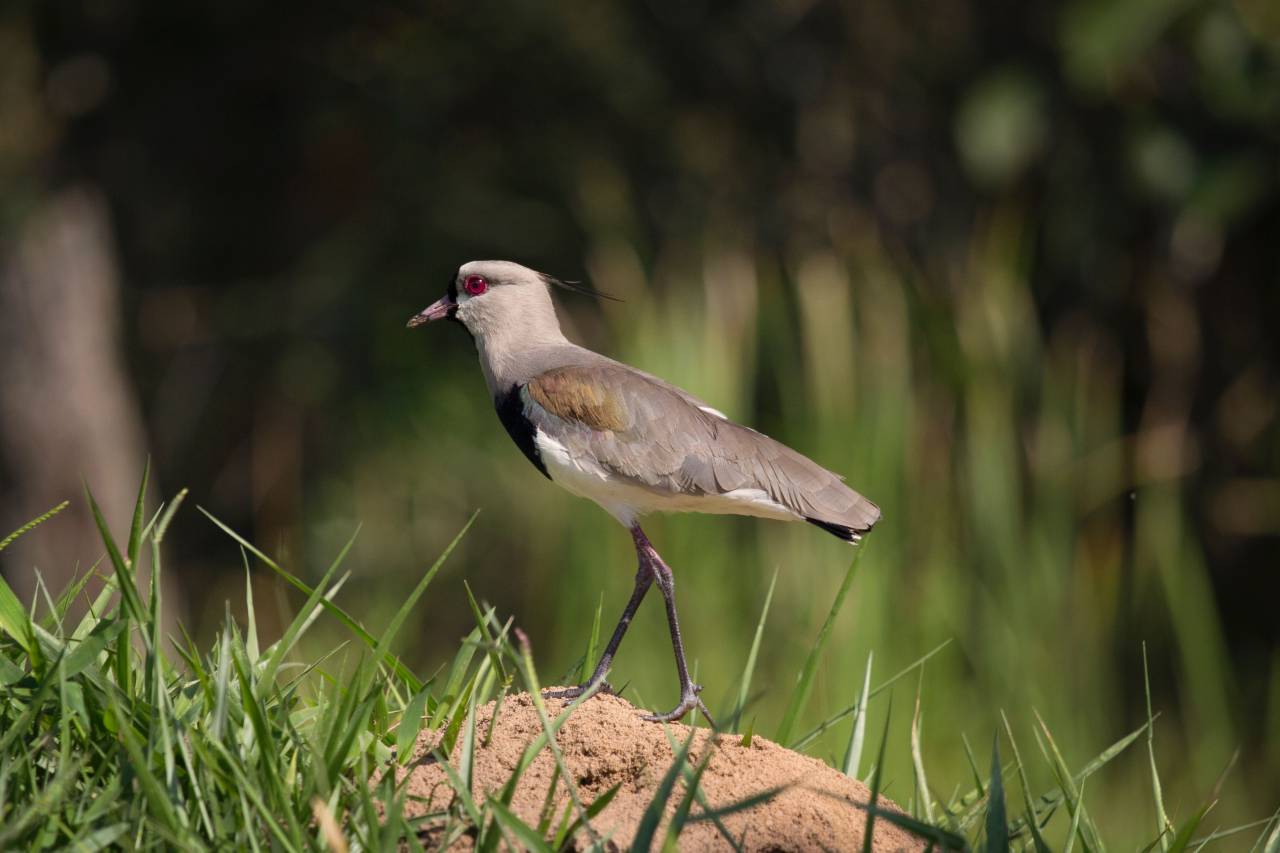 bird, fly, animal, beak, grass, green, red, eyes, forest, woods
, 