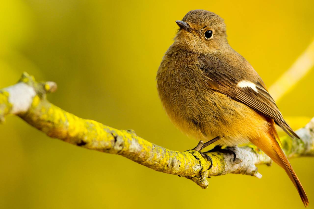 bird, wings, beak, grooming, bokeh, animal, outdoor, yellow, branch, tree
, 