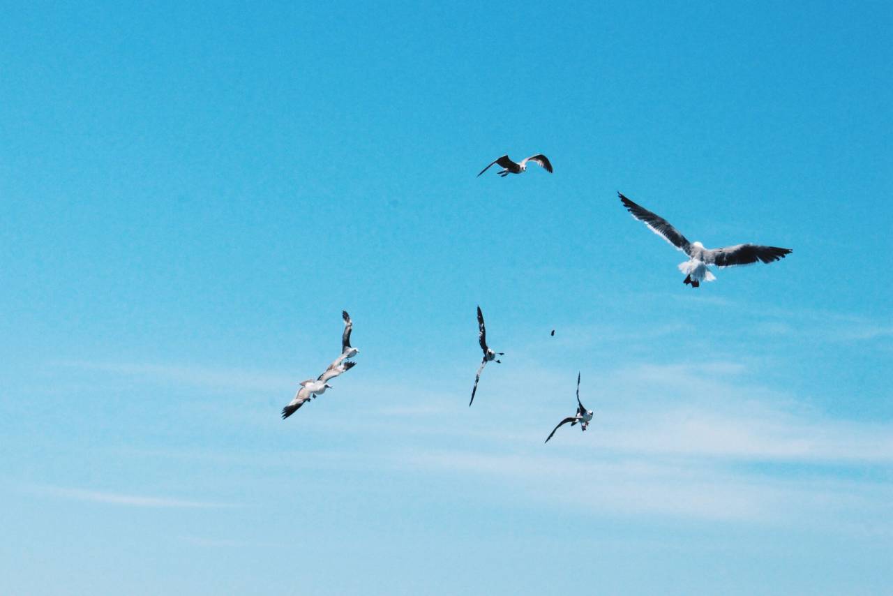 birds, flying, animals, blue, sky, sunshine, summer
, 