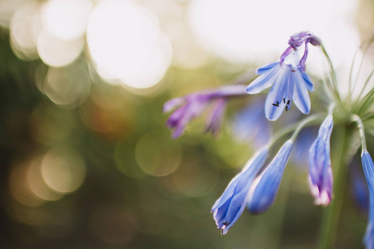 azul, pétalo, flor, bokeh, planta,
