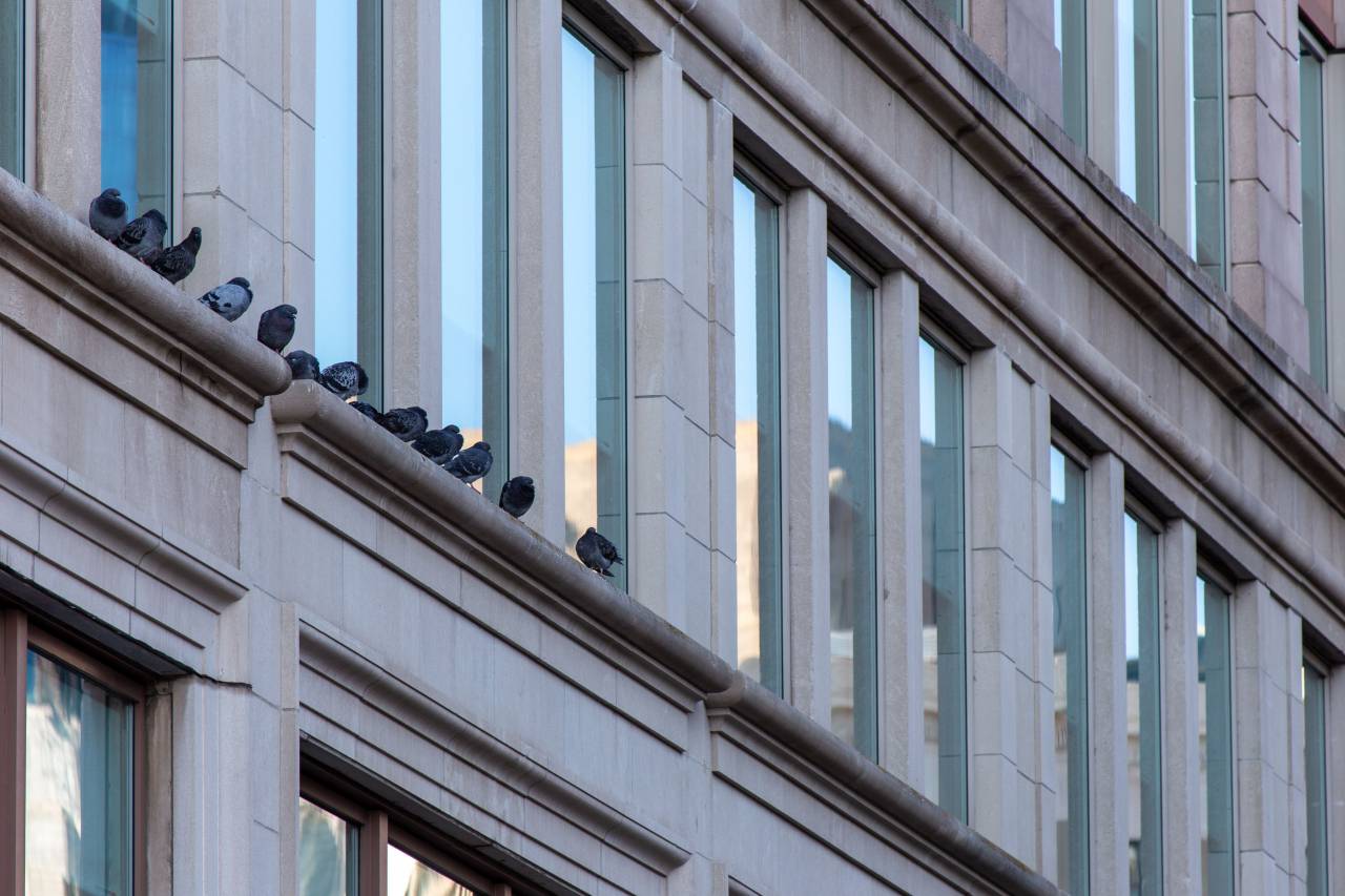 building, exterior, architecture, ledge, birds, facade, windows, structure, city, pigeons, urban, animal, flock, outdoor, dove
, 