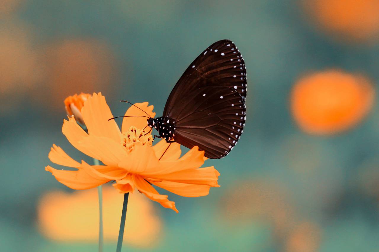 Mariposa, insecto, flor, naranja, pétalos, jardín, naturaleza, desenfoque,