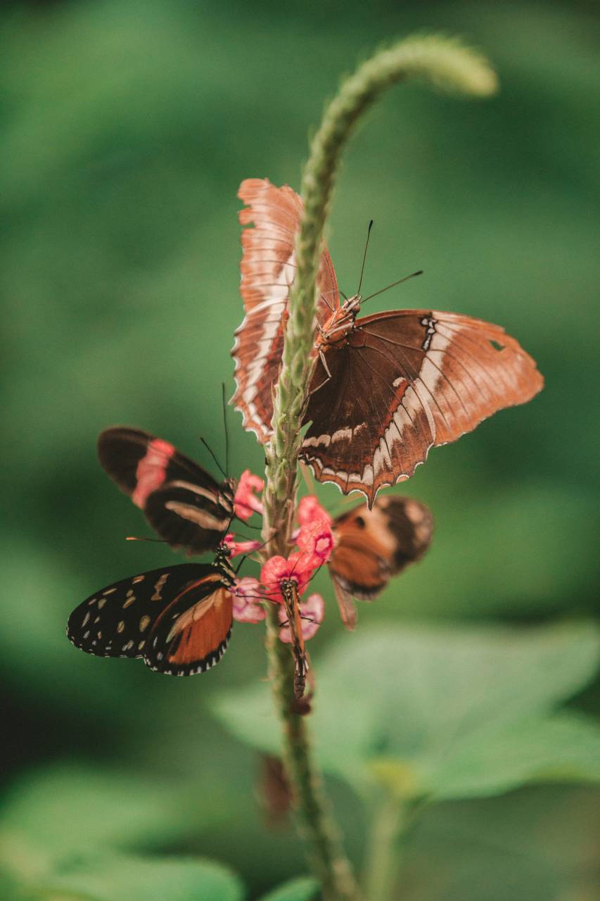 Mariposa, polilla, insectos, macro, cerrar, néctar, polen, flores, otoño, otoño, rojo