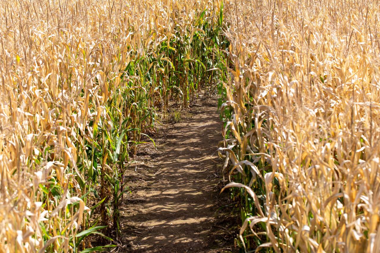 corn, field, nature, path, plant, maize, agriculture, dry, farm, farming, farmland, crop, harvest, fall, golden
, 