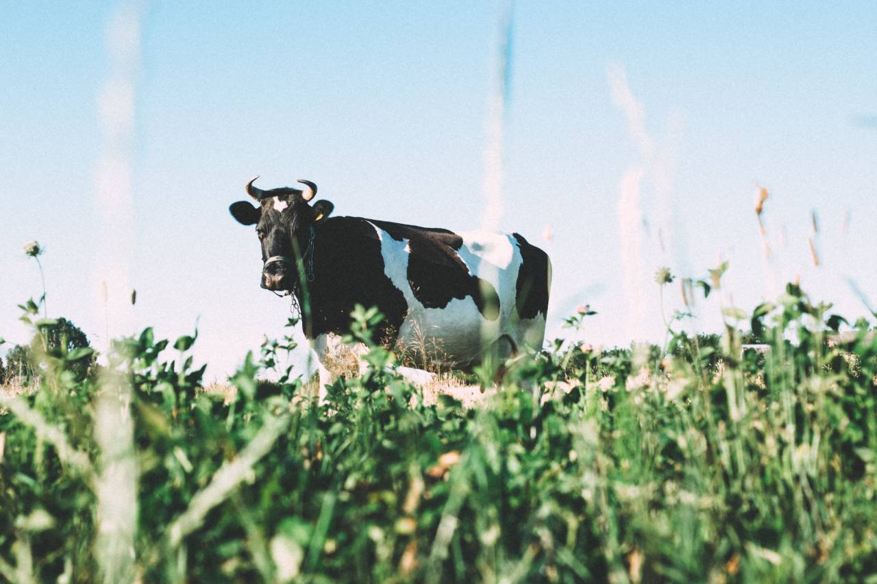 cow, animals, grass, farm, agriculture, summer, sunshine, rural, countryside
, 