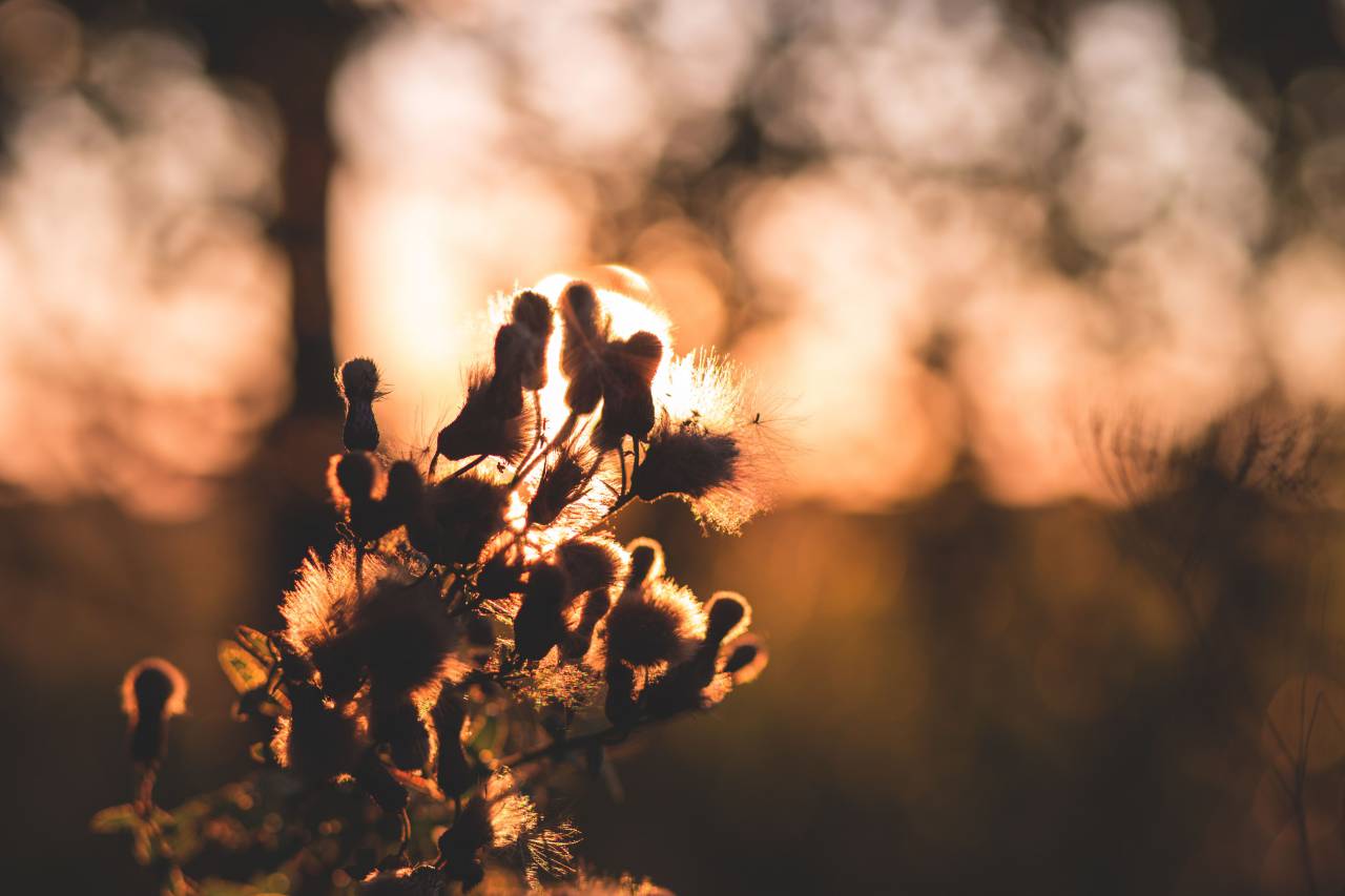 amanecer, mañana, sol, plantas, flores, naturaleza, verano,