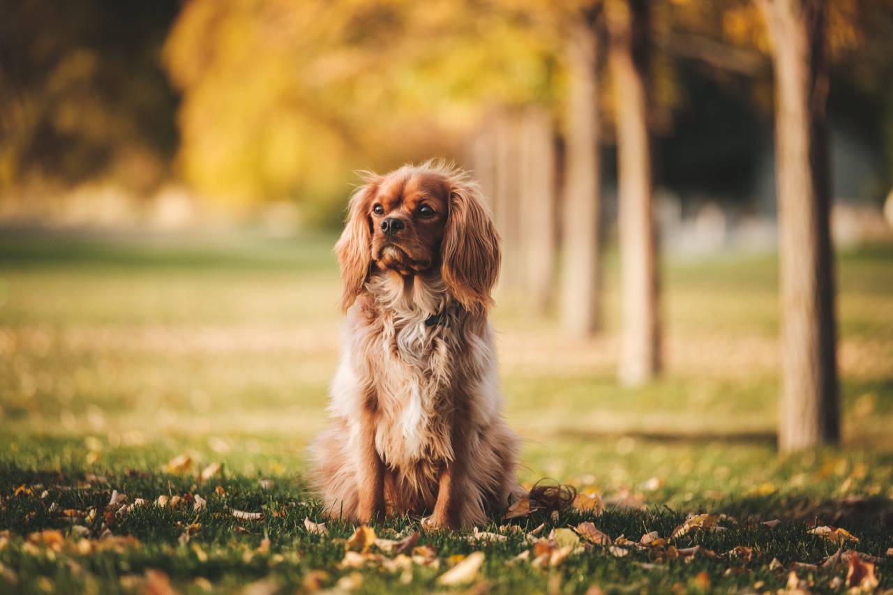Perro, cachorro, animal, mascota, parque infantil, verde, césped, naturaleza, árbol, hoja, otoño, otoño,
