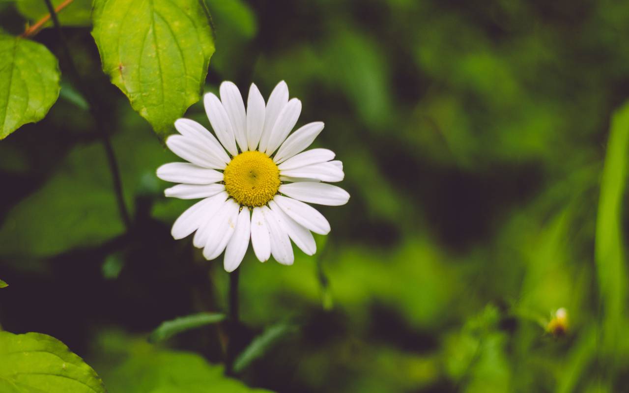 flower, nature, plant, outdoor, garden, blur
, 