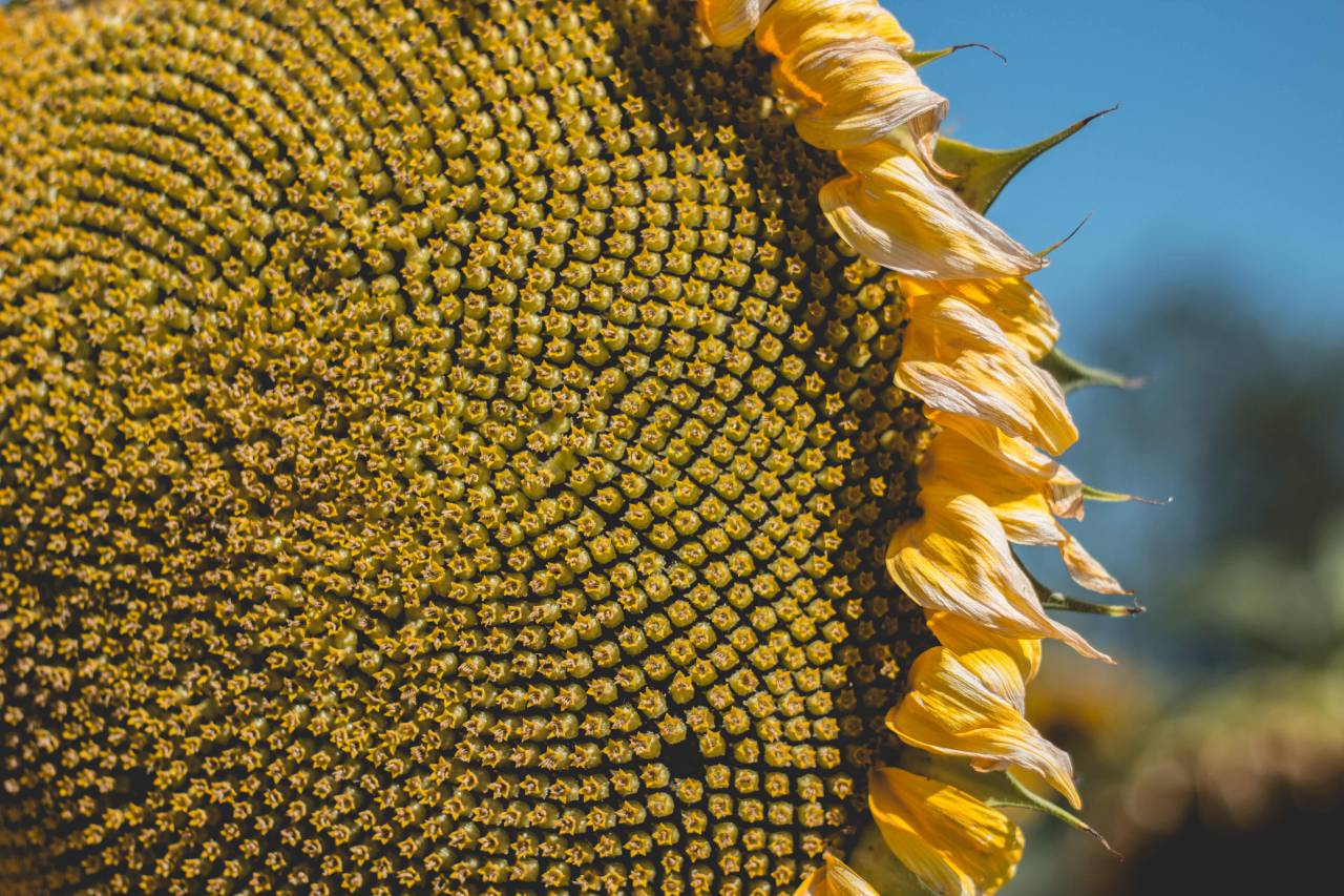 flower, sunflower, yellow, sun, sunny
, 
